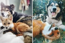 Ngưỡng mộ những tình bạn động vật đi cùng năm tháng 