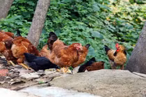 Bắt được “tên trộm gà” và kết cục ngược "cười không nổi"