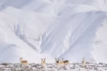 Choáng cảnh tượng yêu tinh cao nguyên đi kiếm ăn vào sáng sớm