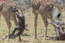 Hươu mẹ "đẻ rơi" con giữa tự nhiên, chăm chút thế nào?