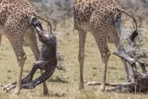 Hươu mẹ "đẻ rơi" con giữa tự nhiên, chăm chút thế nào?