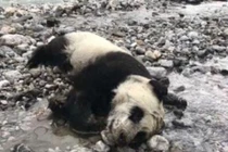 Xót xa cảnh gấu trúc hoang dã chết đuối thương tâm 