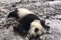 Xót xa cảnh gấu trúc hoang dã chết đuối thương tâm 
