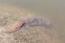 Luôn nghe tiếng trẻ con khóc đêm và sự thật “sốc” phía sau