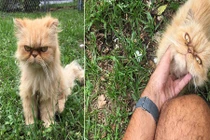 Nỗi lòng chú mèo vô gia cư ghét tất cả mọi thứ 