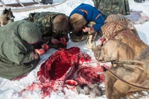 Rùng mình cảnh ăn thịt sống của những người chăn tuần lộc