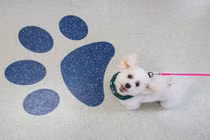 Chó thông minh, nhận bằng tiến sĩ của đại học nổi tiếng 