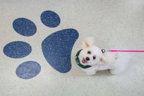 Chó thông minh, nhận bằng tiến sĩ của đại học nổi tiếng 