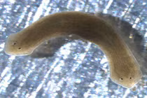 Kỳ dị những động vật có thể mọc lại phần cơ thể 