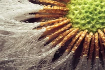 Hình ảnh đẹp ảo diệu về hạt giống “ngoài hành tinh“