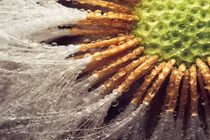 Hình ảnh đẹp ảo diệu về hạt giống “ngoài hành tinh“