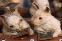 Khi động vật chăm học hơn cả con người