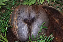 "Thẹn đỏ mặt” với trái cây hình vòng 3 ngồn ngộn gợi cảm