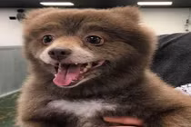 Sinh vật lạ nửa giống gấu, nửa giống chó gây xôn xao 