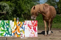 Lộ "bí kíp" khiến ngựa thông minh vẽ được tranh tài tình
