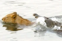 Sư tử chết khiếp khi bị cá sấu tử thần phục kích