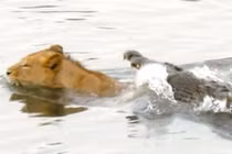 Sư tử chết khiếp khi bị cá sấu tử thần phục kích