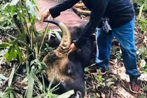 Phát hiện bò tót 800kg chết trong KBT thiên nhiên Đồng Nai