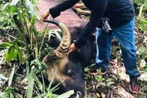 Phát hiện bò tót 800kg chết trong KBT thiên nhiên Đồng Nai