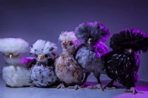 Ngộ nghĩnh những chú gà như siêu sao nhạc rock