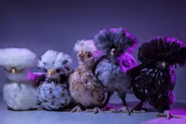 Ngộ nghĩnh những chú gà như siêu sao nhạc rock