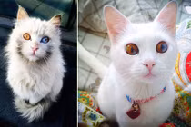 Chết mê những con mèo có đôi mắt đa sắc tuyệt mỹ