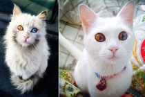 Chết mê những con mèo có đôi mắt đa sắc tuyệt mỹ