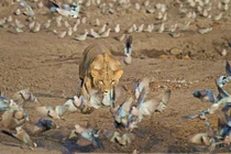 Khiếp đảm sư tử vồ chim, vặt lông nhai ngấu nghiến