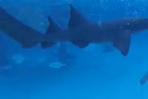 Gái trẻ liều mình bơi giữa đàn cá mập và kết đau đớn 