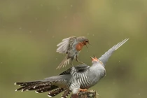 Đại chiến "sốc" giữa chim hoét cổ đỏ và đại đỗ quyên 