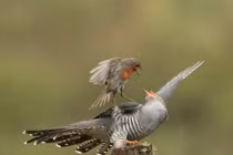 Đại chiến "sốc" giữa chim hoét cổ đỏ và đại đỗ quyên 