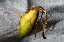 Loài nhện kỳ quái bậc nhất thế giới vừa được phát hiện