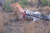 Ngựa vằn phát nổ dọa báo đốm sợ chết khiếp