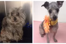 Ảnh trước và sau của chó bị ngược đãi gây sốc