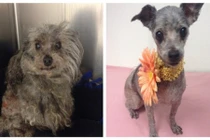 Ảnh trước và sau của chó bị ngược đãi gây sốc