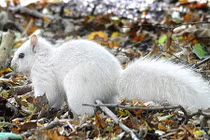 Cận cảnh sóc trắng đột biến cực hiếm mới xuất hiện