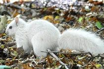 Cận cảnh sóc trắng đột biến cực hiếm mới xuất hiện