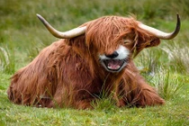 Cận cảnh "quái vật lai" vừa đáng yêu vừa đáng sợ