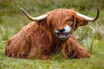 Cận cảnh "quái vật lai" vừa đáng yêu vừa đáng sợ