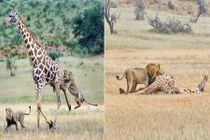 Hươu cao cổ chết thảm khi đối đầu anh em sư tử