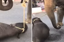 Đau lòng voi con gục dưới chân mẹ chở khách du lịch 