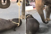 Đau lòng voi con gục dưới chân mẹ chở khách du lịch 