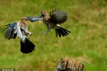 Kịch tính quạ thông tranh cướp sỗ sàng giành bữa trưa