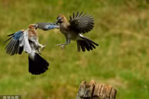 Kịch tính quạ thông tranh cướp sỗ sàng giành bữa trưa