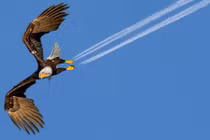 "Soi mỏi mắt" những hình ảnh trùng hợp đến khó tin (2)