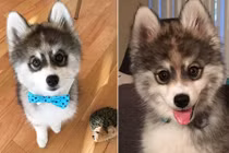 Ấn tượng chú chó có đôi mắt thôi miên con người