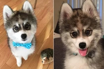 Ấn tượng chú chó có đôi mắt thôi miên con người