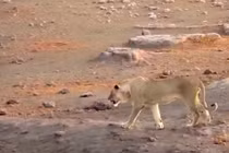 Kinh hoàng kịch chiến giữa tê giác và đàn sư tử 