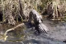 Kinh dị tử chiến sống còn giữa trăn "khủng" và cá sấu 