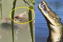 Nhìn cá sấu bơi nhàn nhã, bỗng phát hiện chuyện rợn người